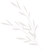 White Leaf Illustration